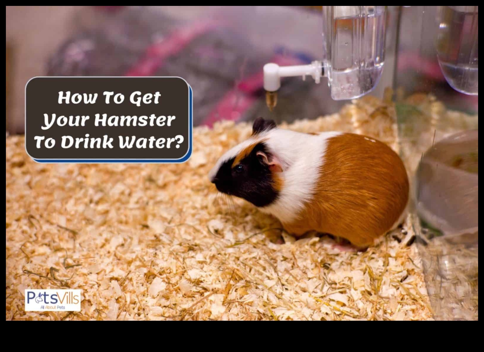 ترطيب الهامستر: ضمان حصول حيوانك الأليف على كمية كافية من الماء