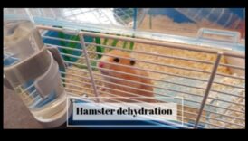 ترطيب الهامستر: ضمان حصول حيوانك الأليف على كمية كافية من الماء