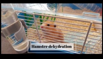 ترطيب الهامستر: ضمان حصول حيوانك الأليف على كمية كافية من الماء