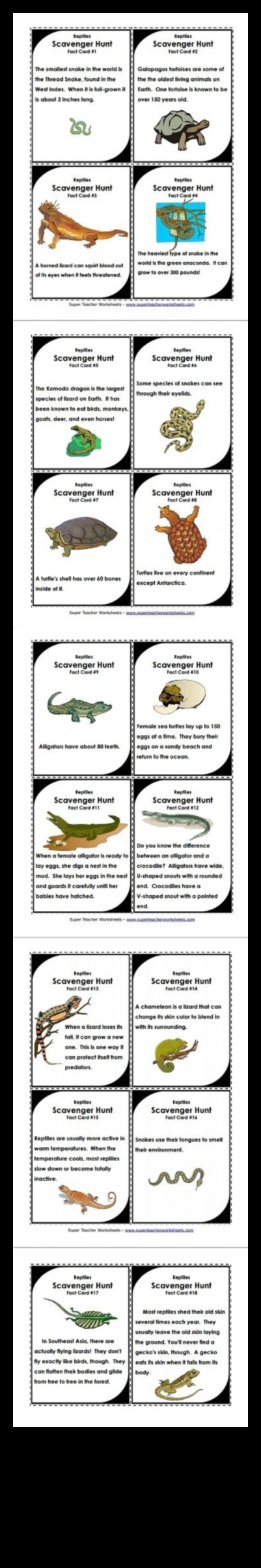 مزاح الزواحف: أنشطة جذابة لرفيقك المتقشر