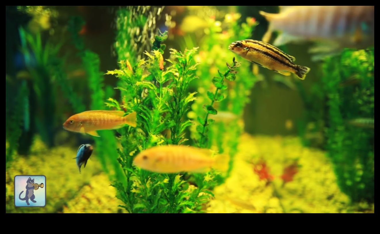 تابع Fish Tank Zen: أصوات وموسيقى مهدئة للنعيم المائي