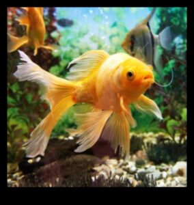 تابع Fish Tank Zen: أصوات وموسيقى مهدئة للنعيم المائي