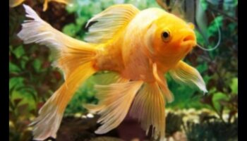 تابع Fish Tank Zen: أصوات وموسيقى مهدئة للنعيم المائي