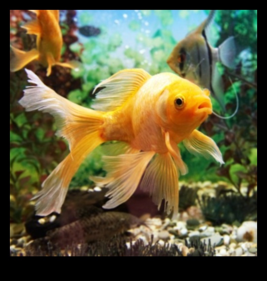 تابع Fish Tank Zen: أصوات وموسيقى مهدئة للنعيم المائي