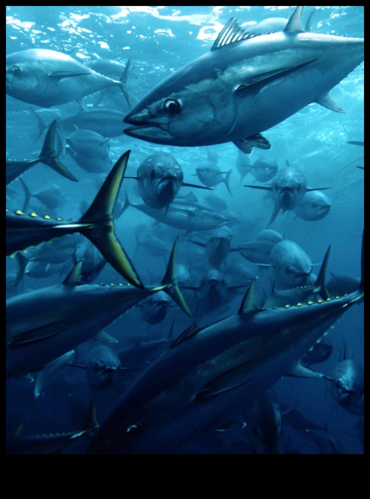 تابع مهرجان Fishy Film Fest: أفلام وثائقية تسلط الضوء على الحياة البحرية