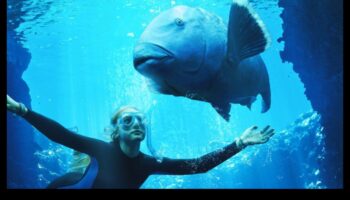 تابع مهرجان Fishy Film Fest: أفلام وثائقية تسلط الضوء على الحياة البحرية