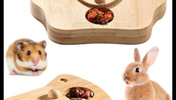 استمرار أفكار إثراء الهامستر: إنشاء مناطق لعب تفاعلية