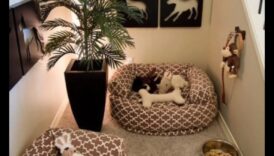 ركن الكلاب الإبداعي: ​​إنشاء مساحة مخصصة لكلبك