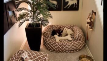 ركن الكلاب الإبداعي: ​​إنشاء مساحة مخصصة لكلبك