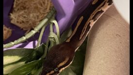 وقت قراءة الزواحف: توفير صور محفزة للثعابين الأليفة