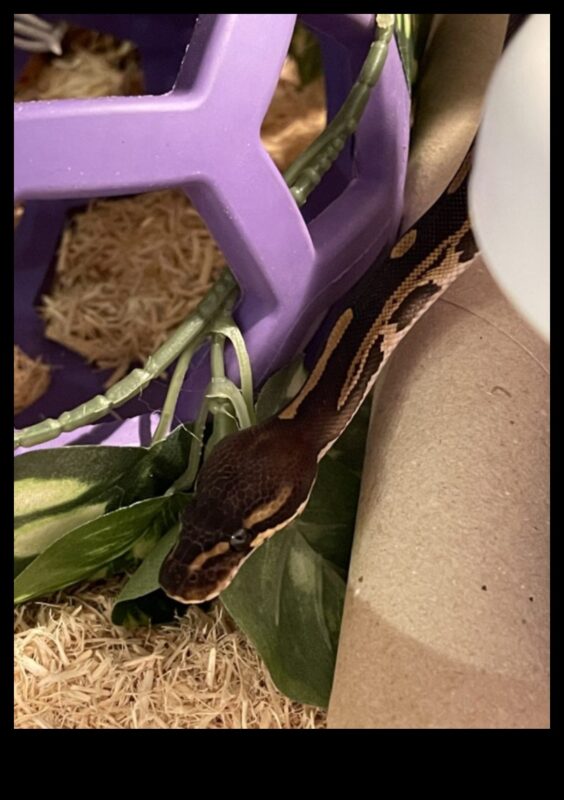 وقت قراءة الزواحف: توفير صور محفزة للثعابين الأليفة