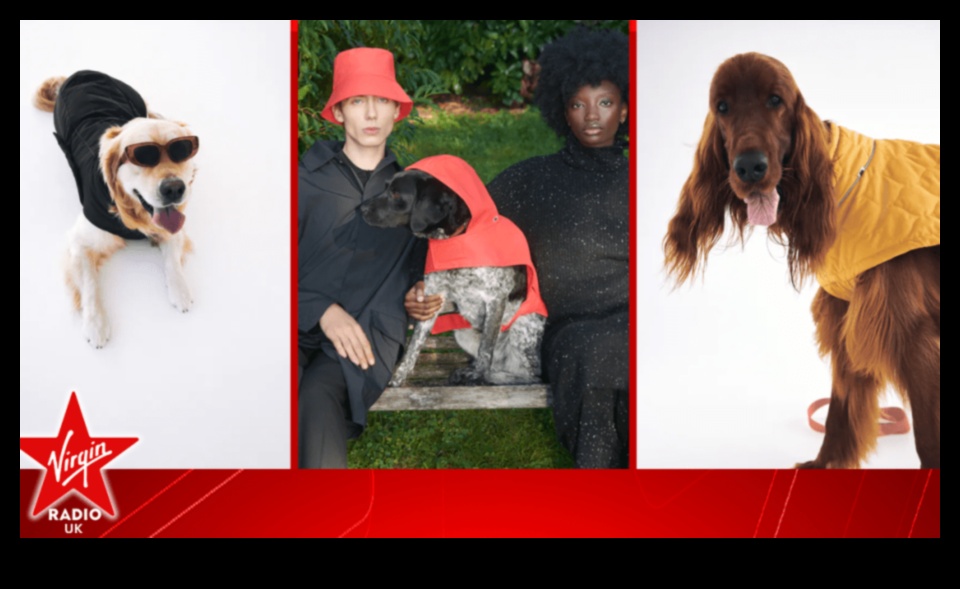 أزياء فيدو إلى الأمام: اتجاهات نمط الكلاب لكل موسم