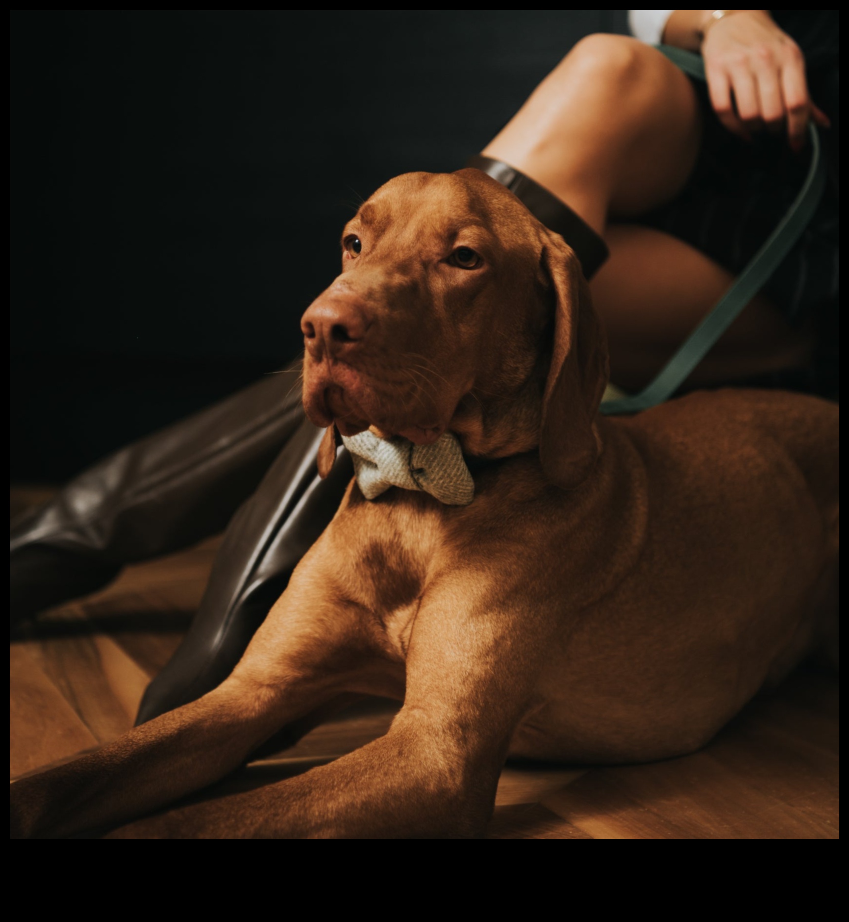 أزياء فيدو إلى الأمام: اتجاهات نمط الكلاب لكل موسم