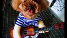 أزياء فيدو إلى الأمام: اتجاهات نمط الكلاب لكل موسم