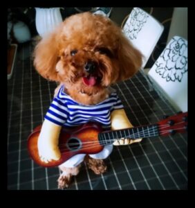 أزياء فيدو إلى الأمام: اتجاهات نمط الكلاب لكل موسم