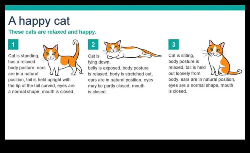 طلب كود التفعيل الخاص بالقطط الفلكية: فهم سلوك القطط ومعالجته