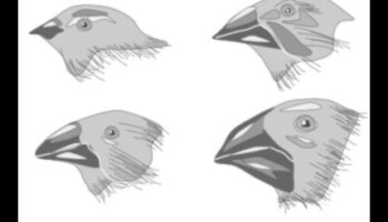 تابع علم المنارات: التطور التكيفي لمناقير الطيور