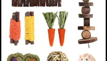 تابع العناية بأسنان الهامستر: توفير خيارات مضغ آمنة